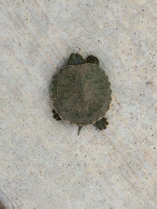 Web Footed Baby Turtle