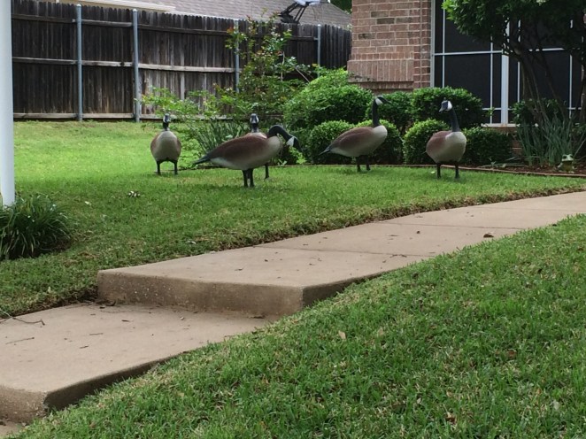 Web-Footed Fake Geese