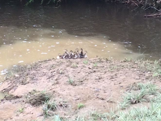 Web-Footed Ducklings