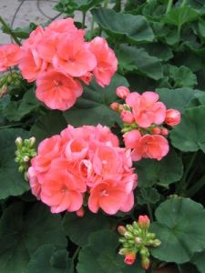 Salmon-Geranium